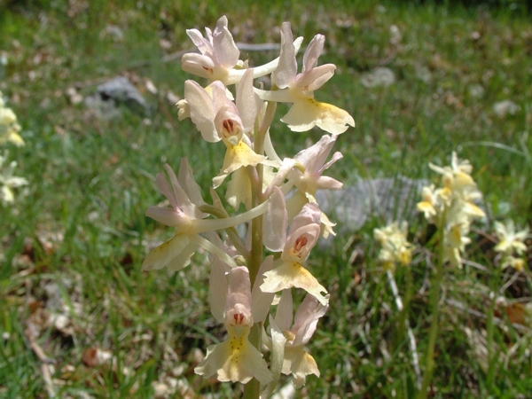 Orchis xcolemanii (ibrido: O. mascula x O. pauciflora)